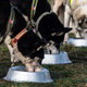 Image for article titled Check your pet food labels: FDA links deaths to recalled food